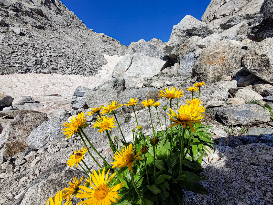 Passo del Forno sullo sfondo con le margherite gialle in primo piano