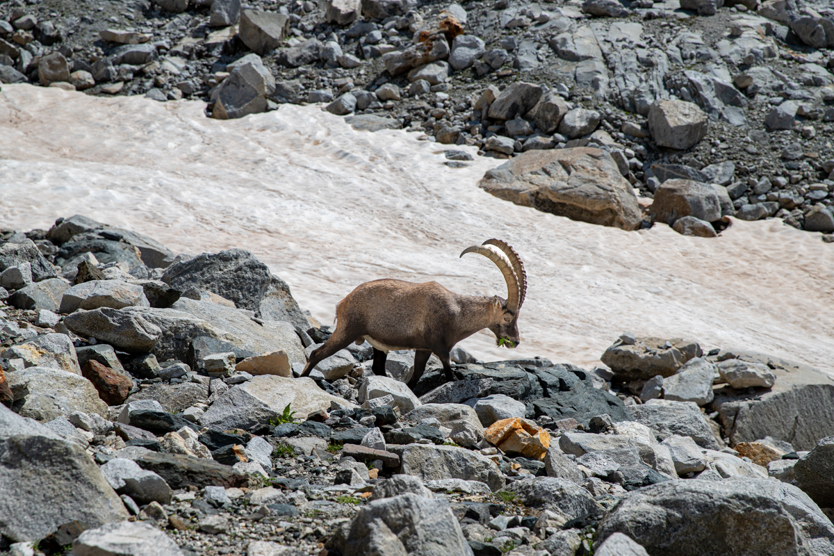 Stambecco al Passo del Forno